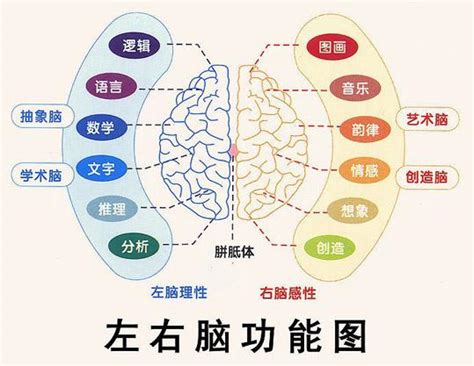 右腦適合工作